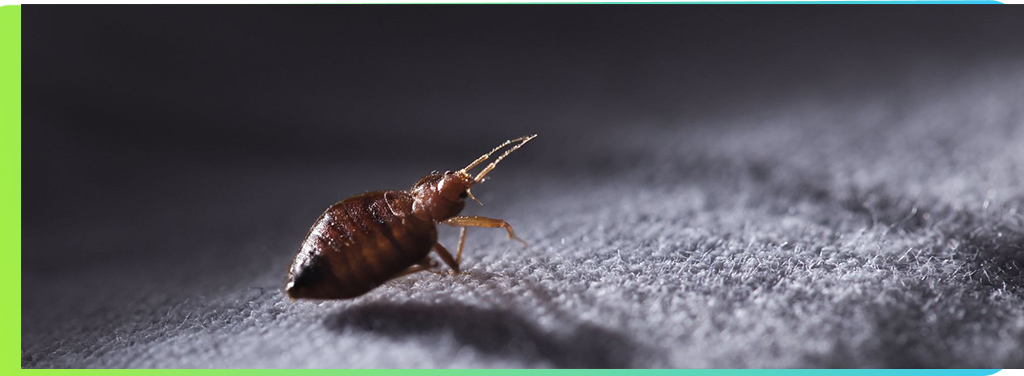 ТОП статей о насекомых: клопы, их яйца и личинки. Как найти и бороться?