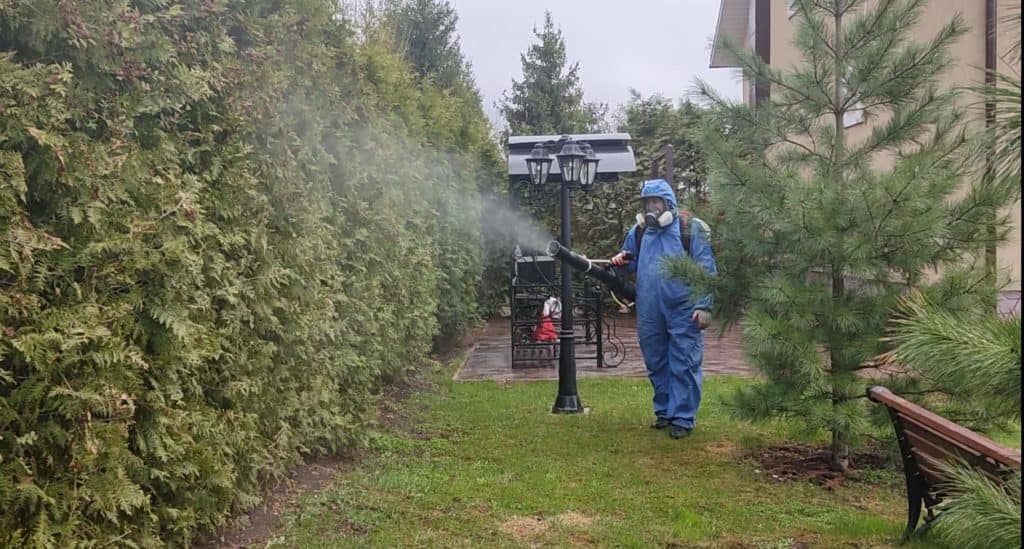 Обработка живой садовой изгороди от клещей и вредителей