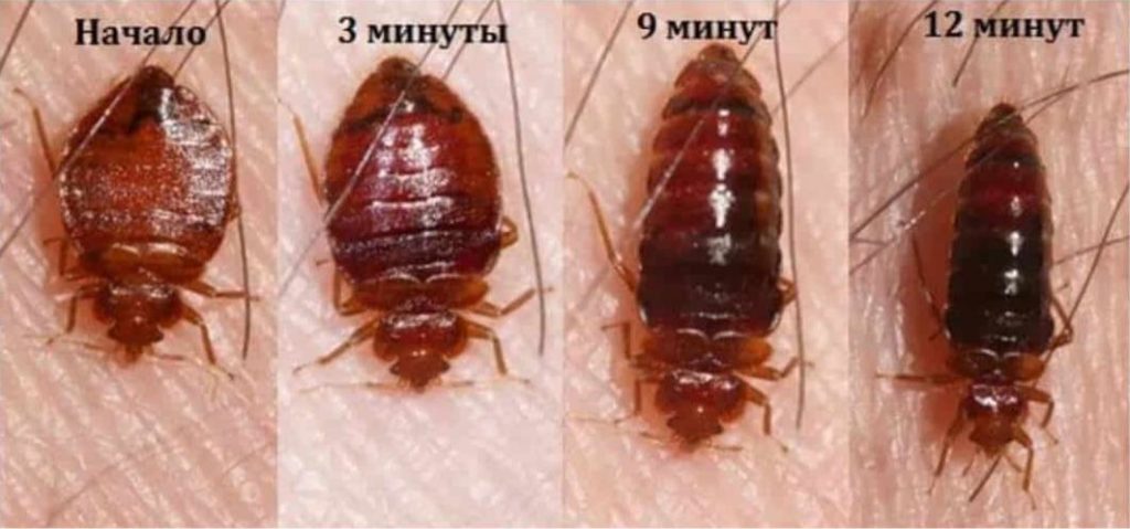 Длина клопа увеличивается по мере насыщения кровью