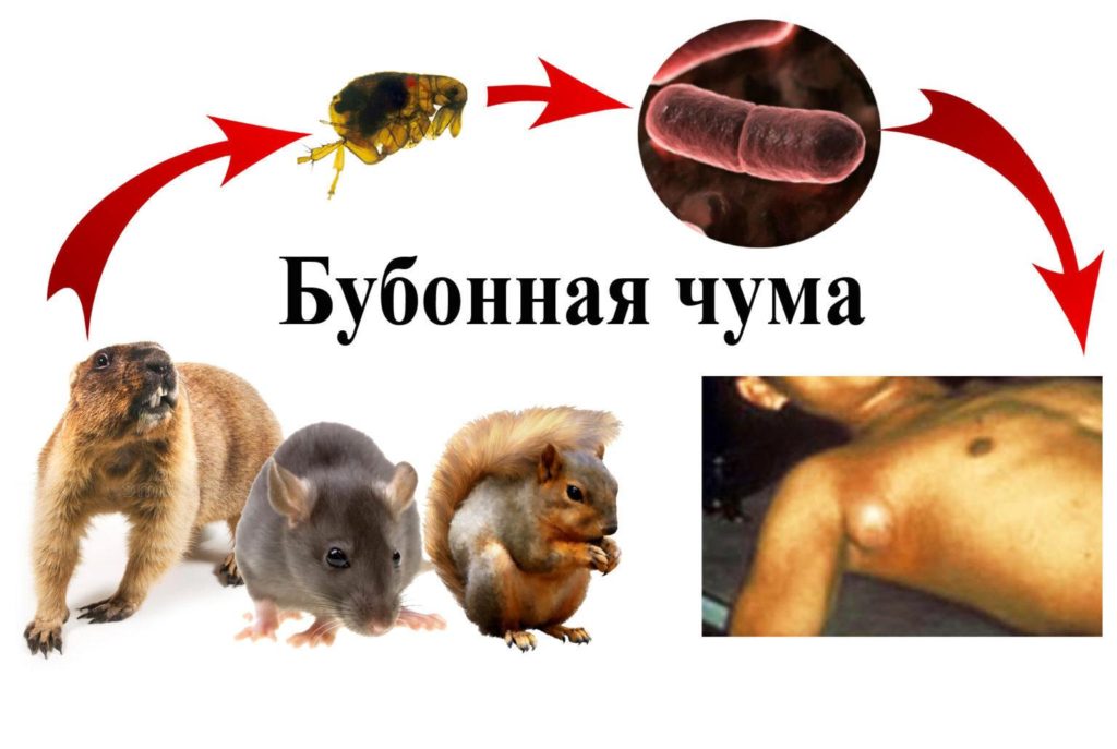 Общая схема распространения возбудителей чумы через блох